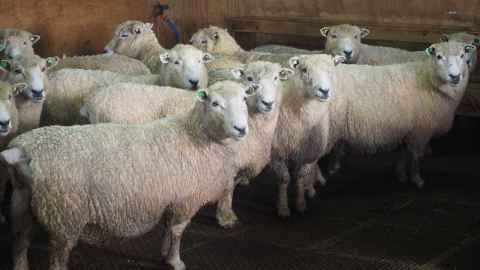 Ngapouri Research Farm ewes